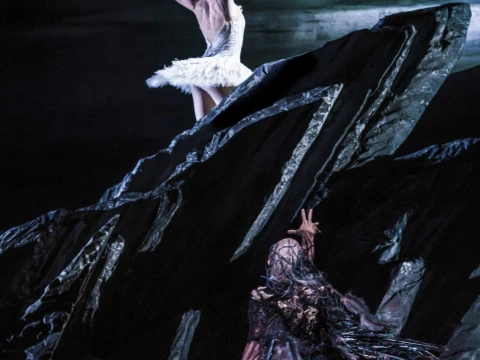Swan